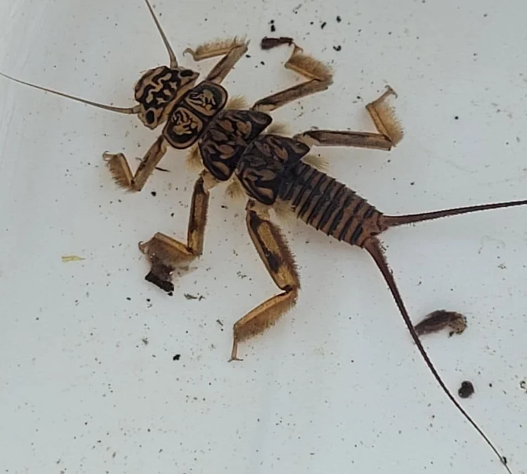 Macroinvertebrates Pop-up Event on the Greenway: July 11, 2026, 12:00pm-1:00pm.